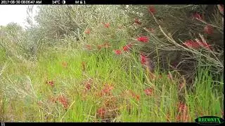 Honey Possum Feeding