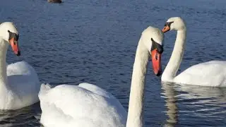 Swans close up