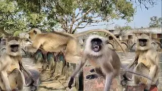 Graceful Monkey Jump  Wildlife Watch This Langur's Incredible Balance Incredible Primate Expression 
