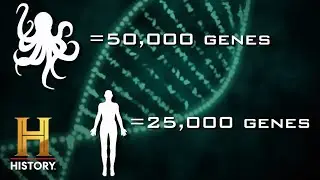 OCTOPUSES POSSES ALIEN DNA - &ldquo;These Creatures Were Brought Here&rdquo; | Ancient Aliens | #Shorts