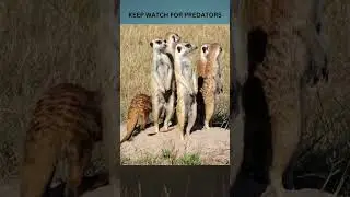 Meerkat Patrol