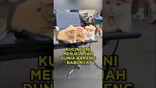 Kucing Ini Menjelajah Dunia Bareng Babunya 🐈✈️ #shorts #kucing #kucinglucu