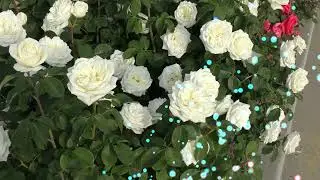 01 ноября - твой день рождения! / November 1 is your birthday!