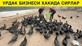 УРДАК БОКИБ КАТТА ДАРОМАД ОЛИШ СИРЛАРИ БАРЧА МАЛУМОТЛАР