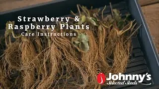 Unboxing and Caring for Your Strawberry & Raspberry Fruit Plants