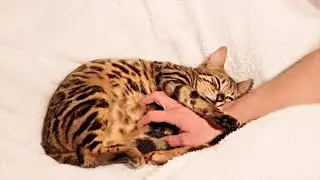 A heartwarming moment when Cat in Labor Holds Owners Hand