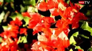Flore R&eacute;unionnaise [ bougainvillier rouge ]