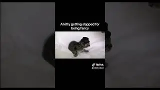 A Kitty getting slapped for being fancy  #tiktokvideo #kitty #kitten  #tiktok #viralshort #funny