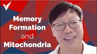 Presyaptic Mitochondria and Memory Formation