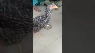 Chicken cutting part 1 😎😎😎