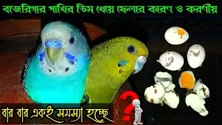 বাজরিগার পাখির ডিম খেয়ে ফেলার কারণ ও করণীয় কি ?