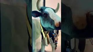 LA LECHE #dj #musica #funny #remix #trending #shorts #viral #cute #yt #pets  #love #dems