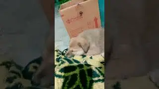 New Dog tibattan Mustif