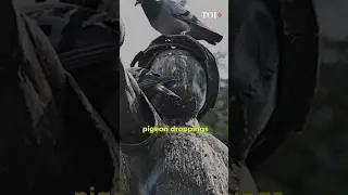 How feeding pigeons is becoming an alarming health hazard for Mumbaikars