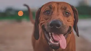 2017 - A Rhodesian Ridgeback Review