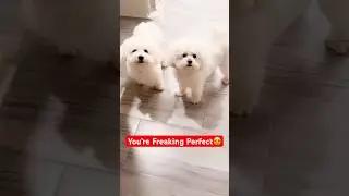 Too cute to handle!😍 My babies sweetest faces! #shorts #fluffybabies #toocute #trending