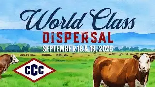 World Class Hereford Genetics | Churchill Cattle Company Dispersal | Sept. 18, 2025 | DAY ONE