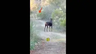 Койоты перехитрили человека и собаку #доберман #койоты #AnimalStandoff