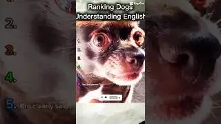 Waking dogs understanding English ￼