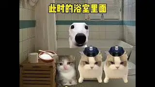 Latest Cat Meme #shorts #cat #catmemes #funny
