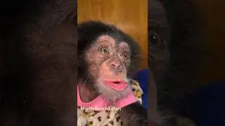 Happy chimp noises #chimp #chimpanzee #happy #cute #cutebaby #monkey