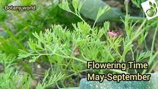Fumaria indica // Local Name // Hindi Name // Flowering Time