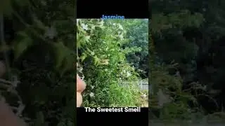Jasmine. The Sweetest Smell In The World! #shorts