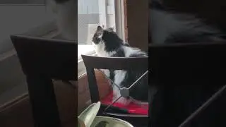 Magpies in the Yard | Curious Cat Watches Birds Feast Outside the Window