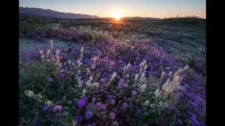 Where Memories Bloom~