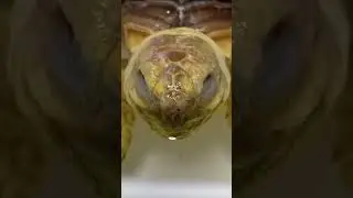 Turtle taking a bath after eating vegetables🐢#shorts