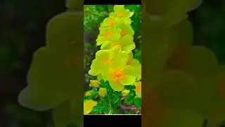 💁🏻सुन्दर गीत-क्रांति मशाल जलाई😇