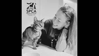 SPCA Stories - Dr. Jen Wernsing, DVM, SPCA Monterey County Veterinarian