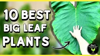 10 BEST Big-Leaf Plants for Home!