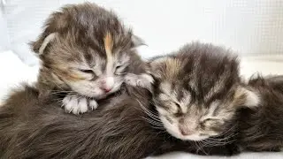 The Most Adorable 1 Week Old Kittens - Chubby and Happy!