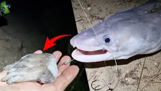 Il PÊCHE un MONSTRE MARIN avec un APPÂT PARTICULIER !!! (pêche en bord de mer du congre SURFCASTING)