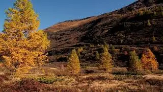 Pine Trees Moving in the Wind 🌲🍃 | Tibetan Bowl Sounds for Deep Relaxation, Sleep & Meditation