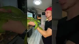 Red tailed green rat snake Gonyosoma oxycephalum