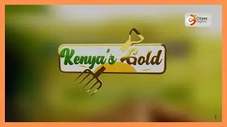 Kenya's Gold | Kilimo cha Zucchini (Courgette)