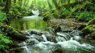Soothing Forest River with Chirping Birds, Peaceful Natural Ambience for Healing and ASMR