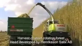 Salixterm Agroenergia_Harvesting.mov