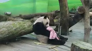 2025.4.27 Giant Panda Yuan Zai 圓仔玩粉紅毛巾