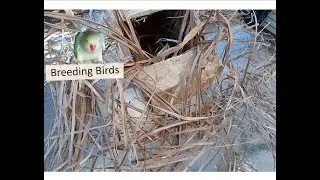 What Material to use for Lovebirds Nest box