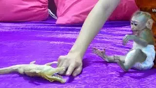 Try Not To Laugh!!! Monkey Donal Scream Worry About Mom When Touch Crocodile Mouse