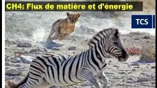 Flux de matière et d'énergie dans l'écosystéme-TCS-انتقال المادة والطاقة في الحميلة البيئية