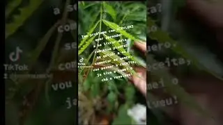essa planta e o nim indiano ,a &aacute;rvore da vida , &oacute;tima para eliminar a bact&eacute;ria h.pylori #saude