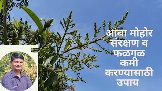 आंबा पिकाची मोहोर ते फलधारणा अवस्थेत घ्यावयाची काळजी Care of mango crop  from flowering to fruitset