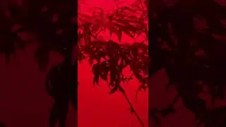 CANNABIS VEG INDOOR MEDICAL MARIJUANA GROW