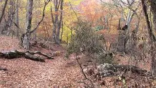 Парагельмен осень