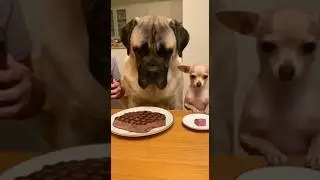 Incre&iacute;ble reacci&oacute;n de los perros #funny #shorts #viralshorts