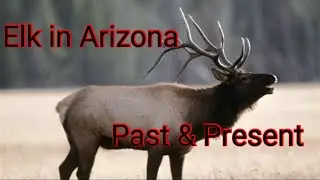 Elk in Arizona, the history.
